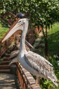 Close-up of bird perching on a tree