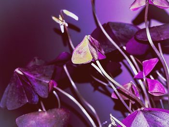 Close-up of purple flowering plant leaves