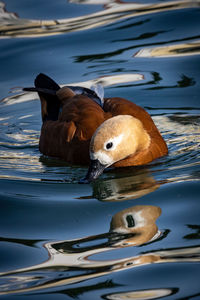 Duck swimming in lake