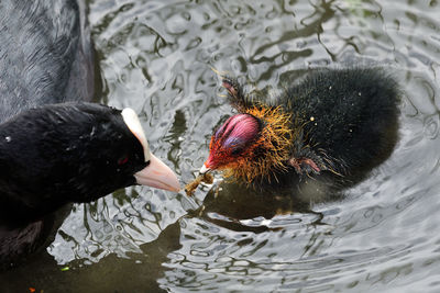 Close up of a coot feeding a baby coot