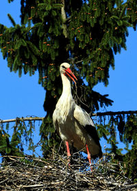 Close-up of bird perching on tree against clear sky