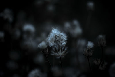 Close-up of dandelion against blurred background