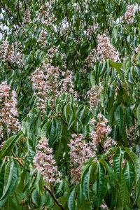 Close-up of flowering plant