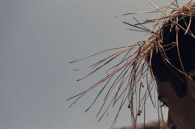 Low angle view of a plant against the sky