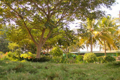 Trees growing in park