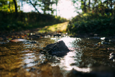 Surface level of duck in water