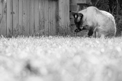 Full length of a cat on field