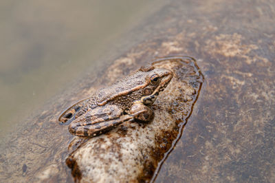 High angle view of lizard on a lake