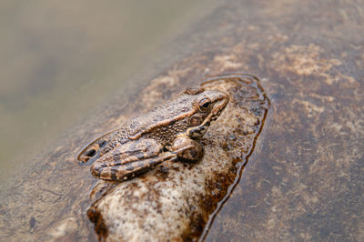 High angle view of frog on a lake