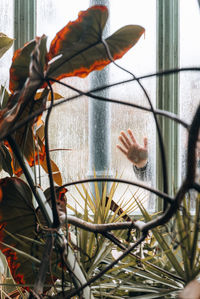 Human hand with plants in greenhouse
