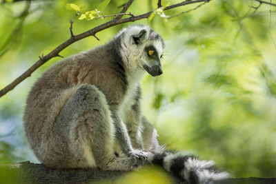Squirrel sitting on a tree
