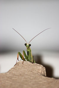 Close-up of insect on wall