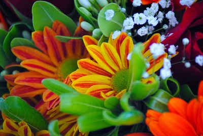 Close-up of multi colored flower plant