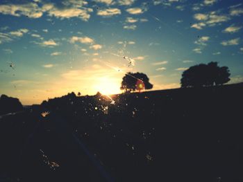 Silhouette of trees at sunset