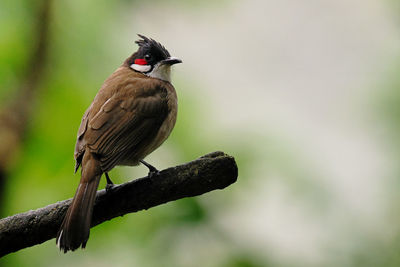 Close-up of bird perching on branch