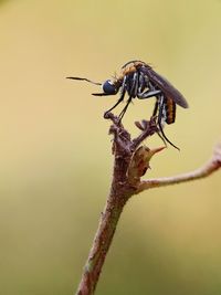 Close-up of insect on plant