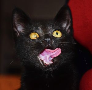 Close-up portrait of black cat