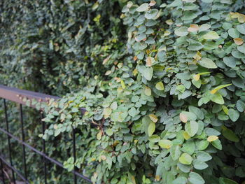 Close-up of ivy growing on tree