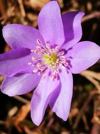 Close-up of purple flower blooming outdoors