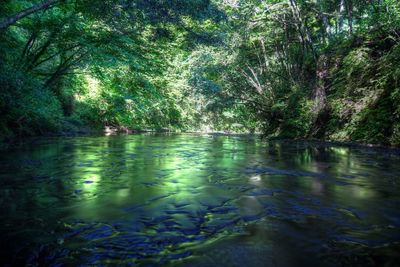 Reflection of trees in lake