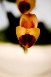 Close-up of yellow flower