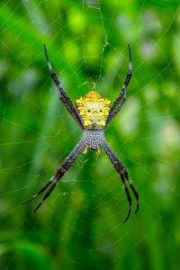 Close-up of spider on web