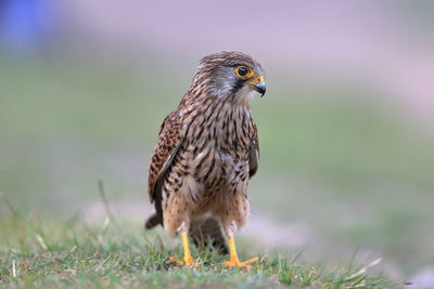 Close-up of a bird perching on grass