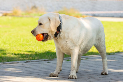 Dog looking away