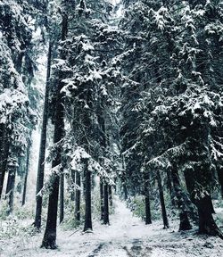 Trees in forest during winter