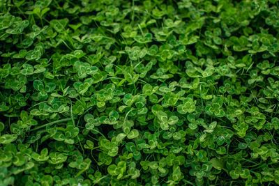 Full frame shot of fresh green plants