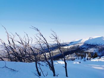 Plants on snow covered landscape against blue sky