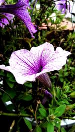 Close-up of purple iris flower