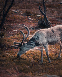 Side view of deer on field