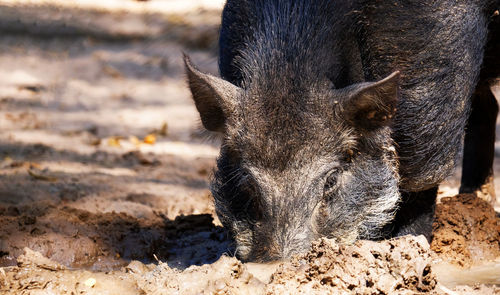 Close-up of an animal on field