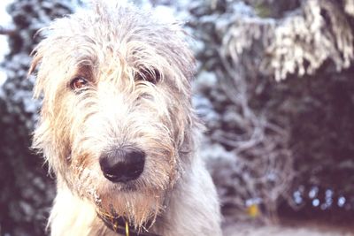 Close-up portrait of dog