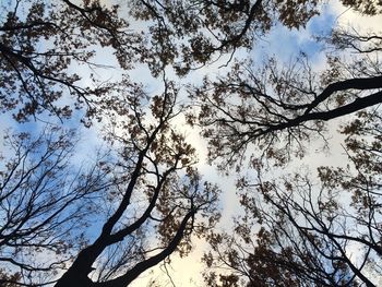 Low angle view of silhouette trees against sky