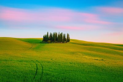 Scenic view of agricultural field against sky