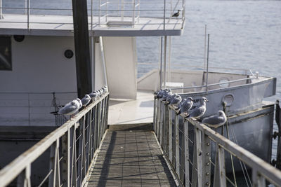 Seagulls perching on railing at boat