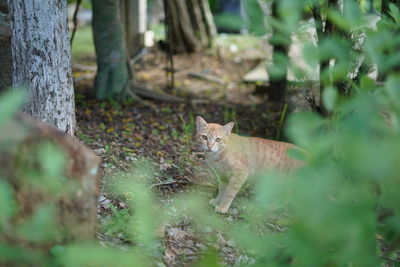 Portrait of cat on tree trunk