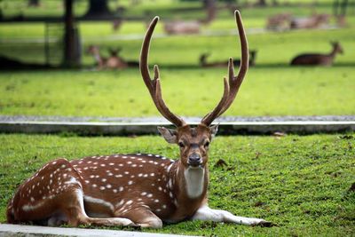 Close-up of deer in zoo