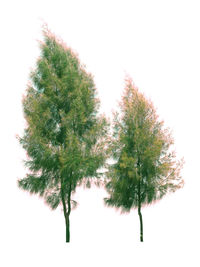 Close-up of tree against white background
