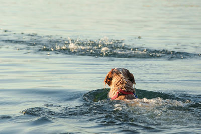 Rear view of dog swimming in sea