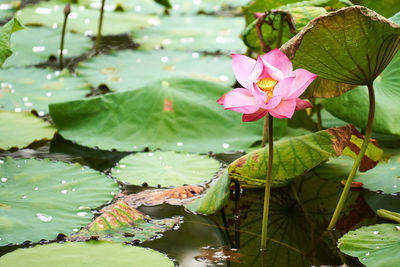 Close-up of lotus water lily in lake