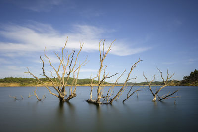 Dead plant by lake against sky