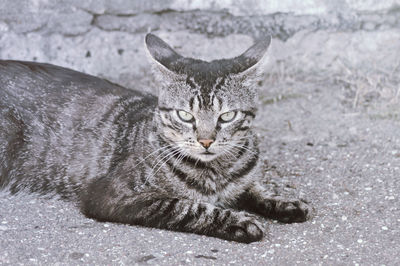 A grey tabby cat lying on an asphalt.