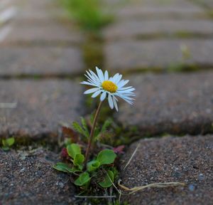 Close-up of white flowering plant