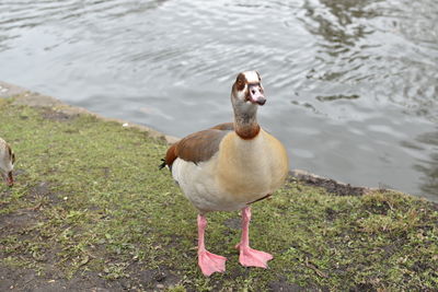 Close-up of duck in lake