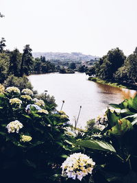 Scenic view of river amidst flowering plants against sky