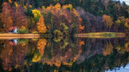 Scenic view of lake in forest during autumn