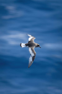 Antarctic petrel soars over sea looking down